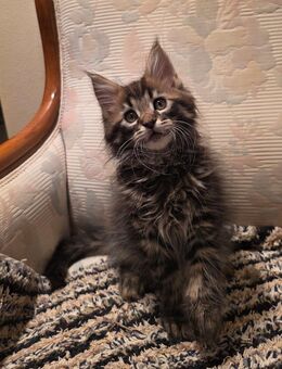 Maine Coon Kitten Junge Black Tabby - Wetterzeube