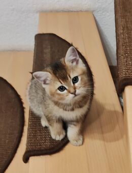 Britisch Kurzhaar Kitten - Rositz