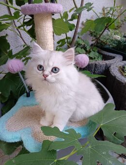 Britisch langhaar kitten mit Stammbaum - Forchheim (Baden-Württemberg)