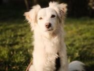 Zauberhafte kleine LEDA sucht ♥️ - München