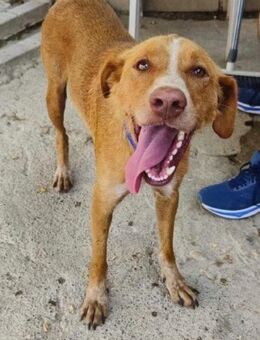 Ibay; liebenswerter Bretonen Mischling - Geilenkirchen