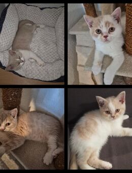 4 süße BKH Kitten - Hennef (Sieg)
