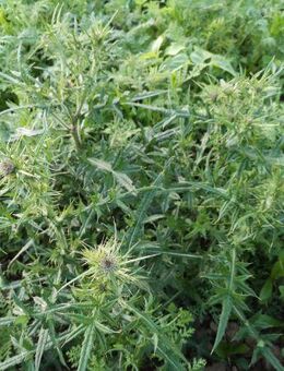 Unkraut Samen Nachbarschaftsstreit Witzgeschenk Spaßgeschenk Unkrautmischung Samenmix seed Unkrautsamen Nachbar ärgern Hilfsmittel gegen flower Rasen Saatgut garden Geschenk Saat Frühling Ostern Blumenwiese - Pfedelbach