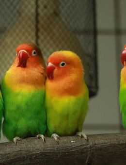 TLD Top Level Domain ziervögel.de - Berlin Charlottenburg-Wilmersdorf