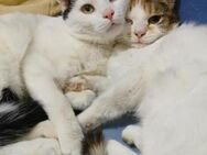 🐾Schmusekatzen Valentin & Angie 💕 - Eislingen (Fils)