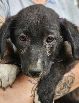 MERCEDES ~ kleine Schönheit - Duisburg