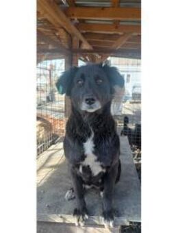 Ellice Pflegestelle oder Zuhause gesuc - Oberwies