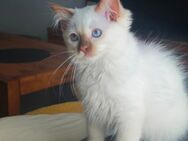 Ragdoll Kitten Gracie 🩷 - Herford (Hansestadt)