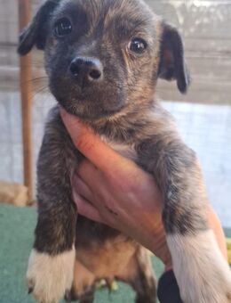 Aufgeweckte Eby - Rambin