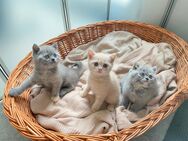 BKH Kitten reinrassig mit Stammbaum - Schleitheim
