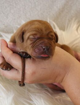 Labrador Welpe foxred m.P. - Ittlingen