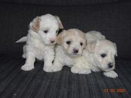 MALTESER-MALTIPOO WELPEN. - Rahden