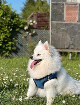 Pomerania spitz zum Verkauf - Herne