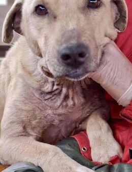 LILO mit dem Herz aus Gold - Koblenz