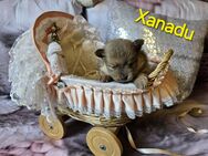 ❤ ein Pomeranian- Baby von uns bedeutet ❤ LIEBE auf Lebenszeit! ❤ - Schönberg Zentrum