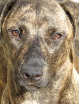 Brigitte -als Welpe ausgesetz,kurzbeinig - Oldenburg