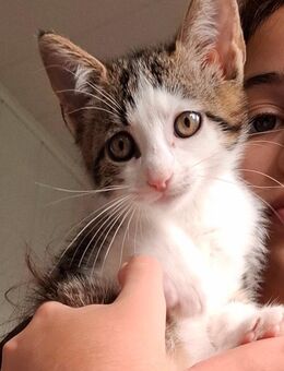 Süße Kitten abzugeben - Leverkusen