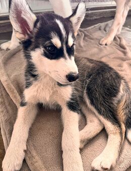 Husky-Border-Mix - Schwedt (Oder)
