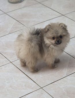 Reinrassiger Pomeranian Zwergspitz - Breidenbach