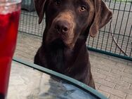 braune Labradorwelpen - Zerrenthin