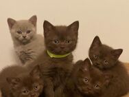 Kitten - Ramsen