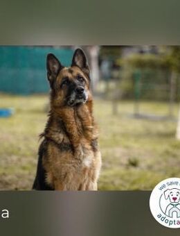 Tina Traumhund sucht Traumzuhause - Kirchzell
