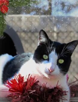 Trasto - zutraulich und hoffnungsvoll - Aichwald