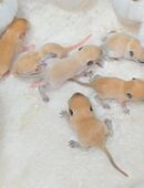 Mega süsse Rennmausbabys suchen ein neues zuhause in 52349