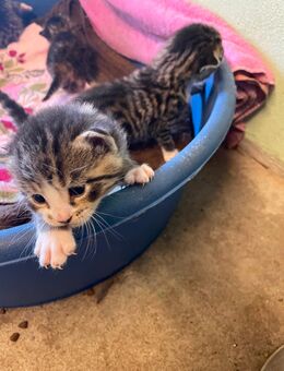 Katzenbabys - Karstädt (Brandenburg)