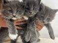 Maine Coon Kitten suchen Lieblingsmensch in 82444