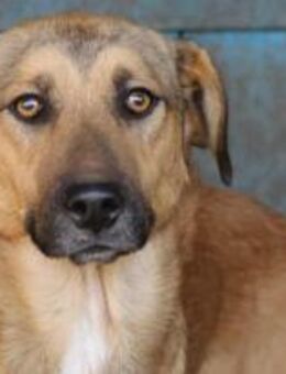 Teddy ist eine coole Socke 🐾 - Elsdorf (Nordrhein-Westfalen)