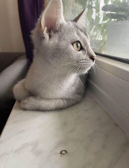 Süßer Kater (Mix) 🐾 Geboren am 01.08.2025 - Neubrandenburg