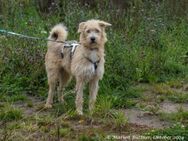 Tommy ist ein hübscher Rüde - Egelsbach