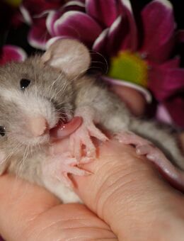 Frankfurter-Rats -Warteliste - Frankfurt (Main)