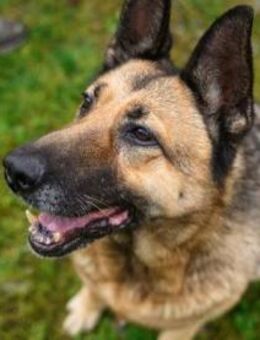 Wer schenkt Baron das Happy-End ? - München