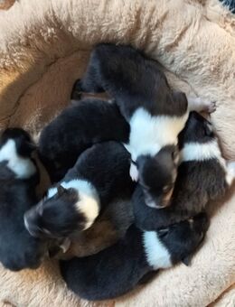 Langhaar Collie aus VDH Hobbyzucht in tricolour und darksable - Wiesbaum