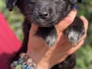 kleiner Odin sucht ein Zuhause 🌼 - Winsen (Aller)