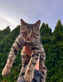 Junger Kater sucht ein Zuhause - Tangerhütte