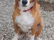 Romeo - Charmeur sucht Zuhause mit ❤️? - Grevenbroich