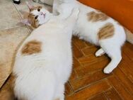 🐾 Brüder Bryan + Barnie 🐱 - Eislingen (Fils)