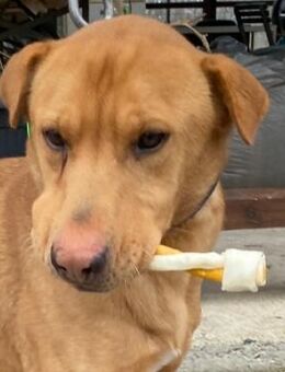 Sportlicher Alf, ein freundlicher Hund - Neuss