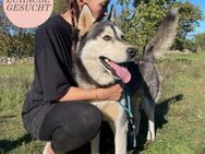 Wundervoller ZEUS sucht Familie ❤️ - Saarbrücken