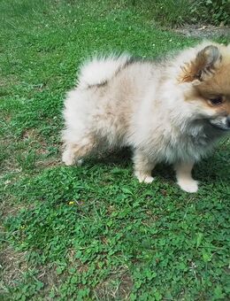 Zugespitzt Pomeranian Hündin - Reichshof