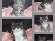 Maine Coon Kitten "Blaueserie" Kater - Erftstadt