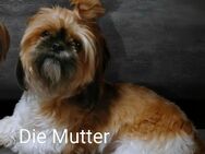 Shih-Tzu Welpen - Lauda-Königshofen