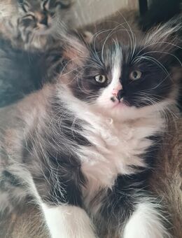 Maine Coon - Bretten