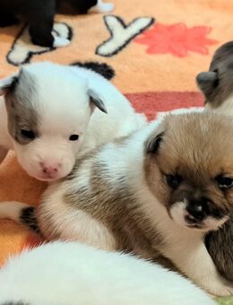 New English Bulldog mix Bärchen - Ballenstedt