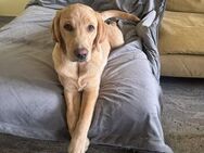 Lieber Labrador Rüde 6 Monate Traumhund lernwillig stubenrein liebenswert - Hauzenberg