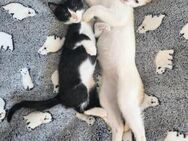 Junge Katzen Cookie und Kayla - Karlsruhe