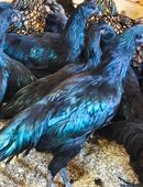 Bio Rassegeflügelhof bietet verschiedene Rassehühner an in 82389